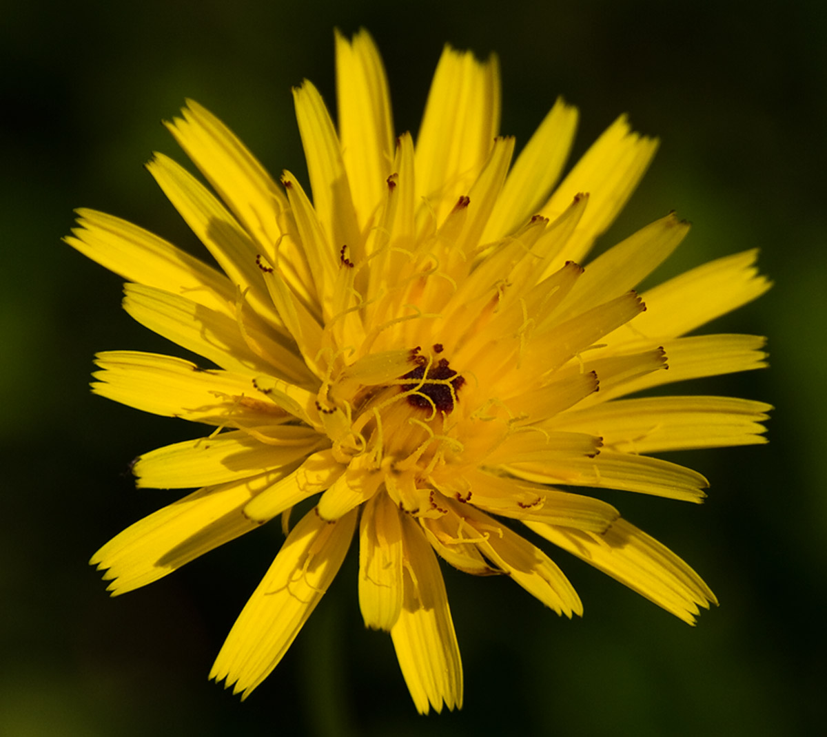 Dandelion
