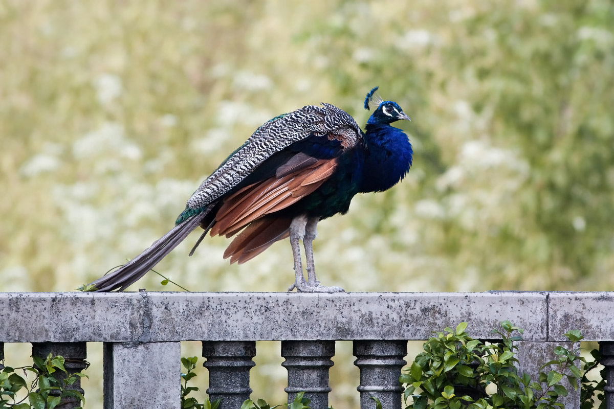 Pavone, Arenzano Italia