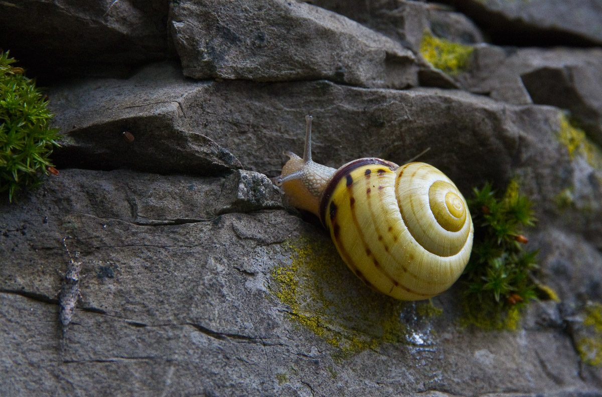 osservatore paziente...