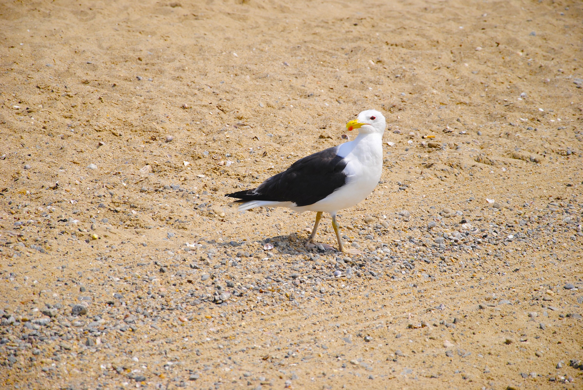 seagull