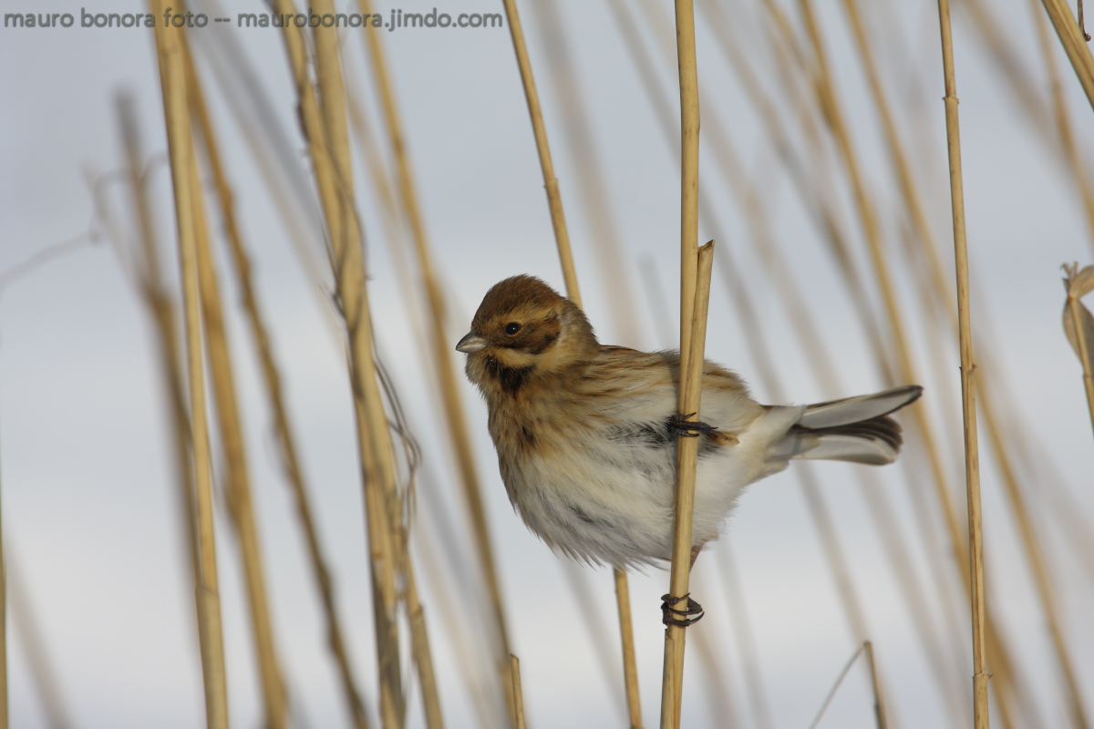 Migliarino of paludev