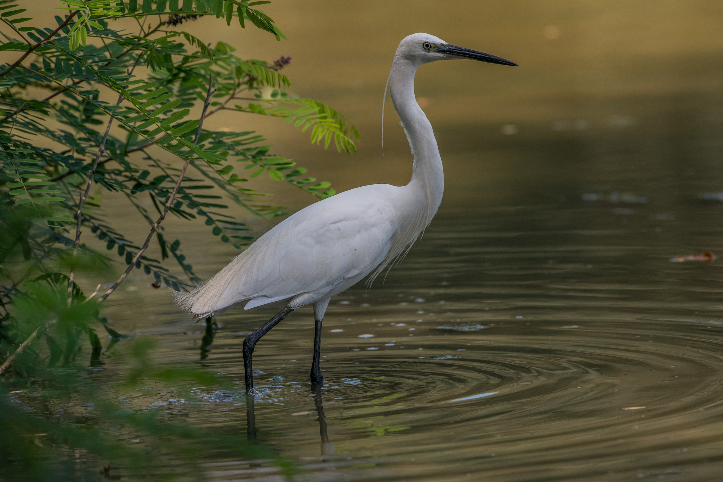 Egret