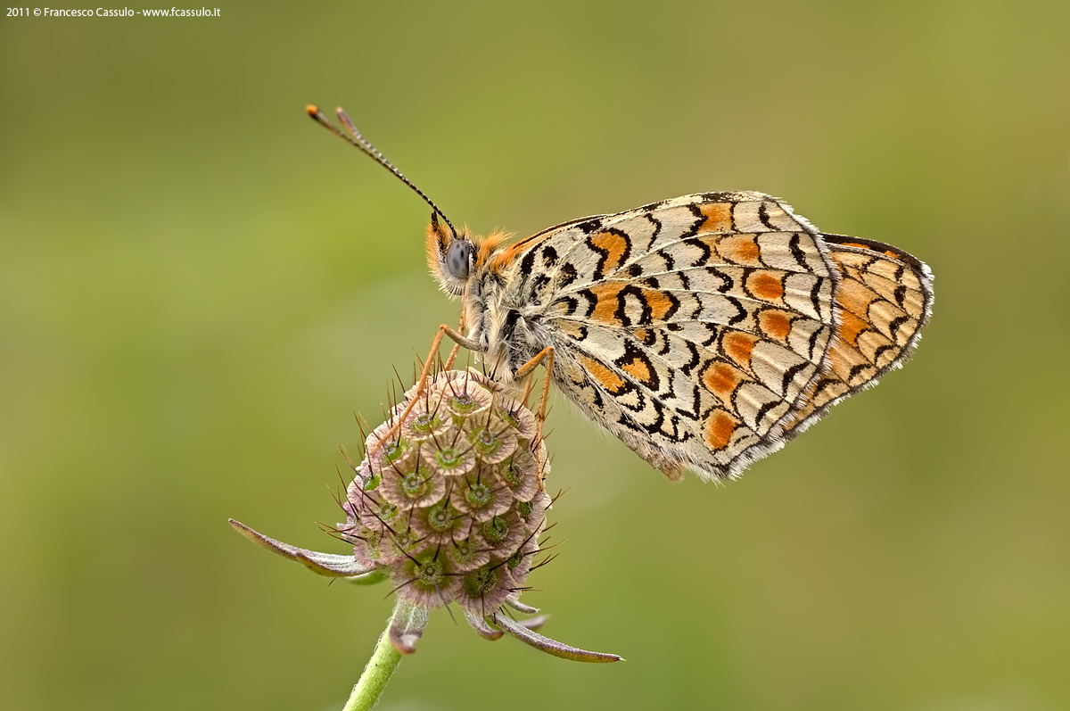 Melitaea phoebe Denis & Schifferm?ller, 1775