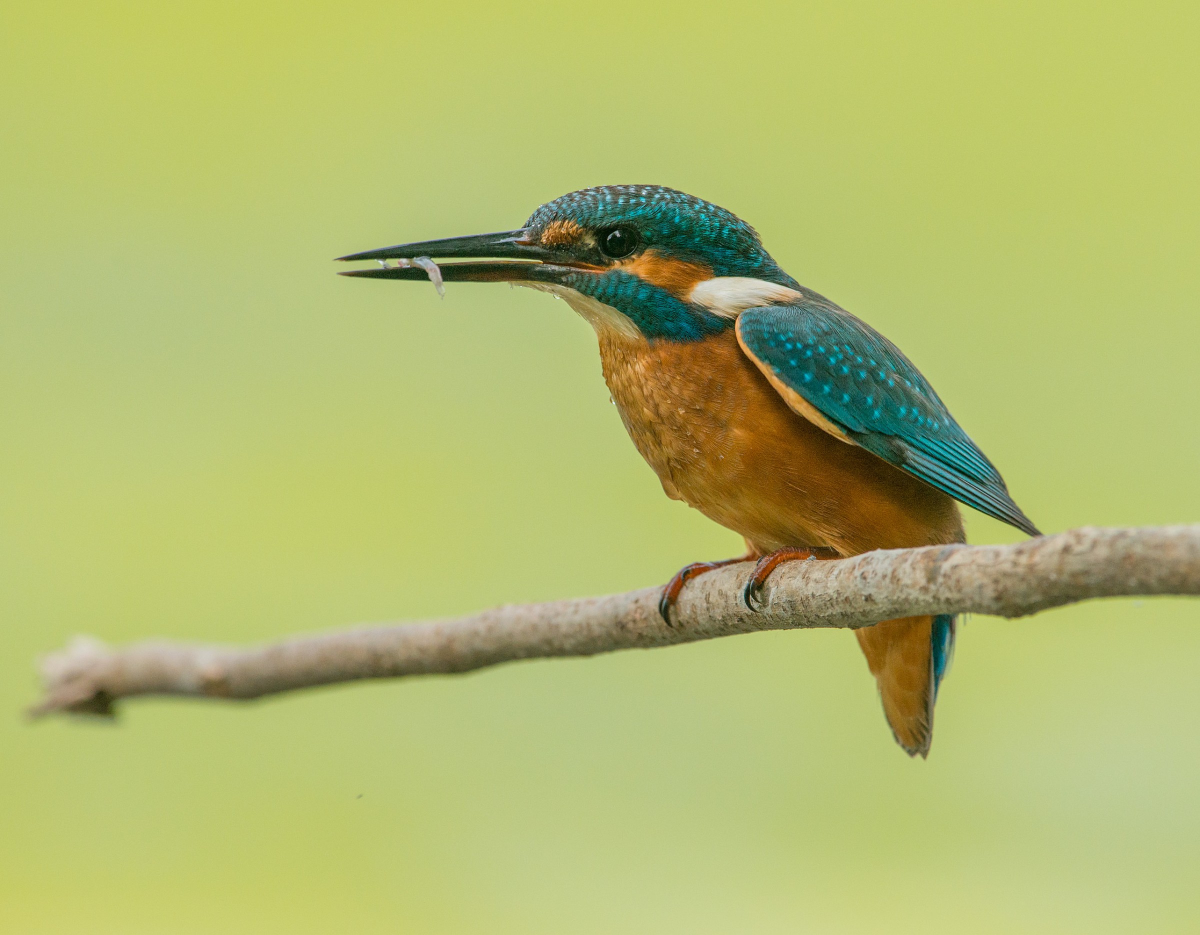 Kingfisher with prey