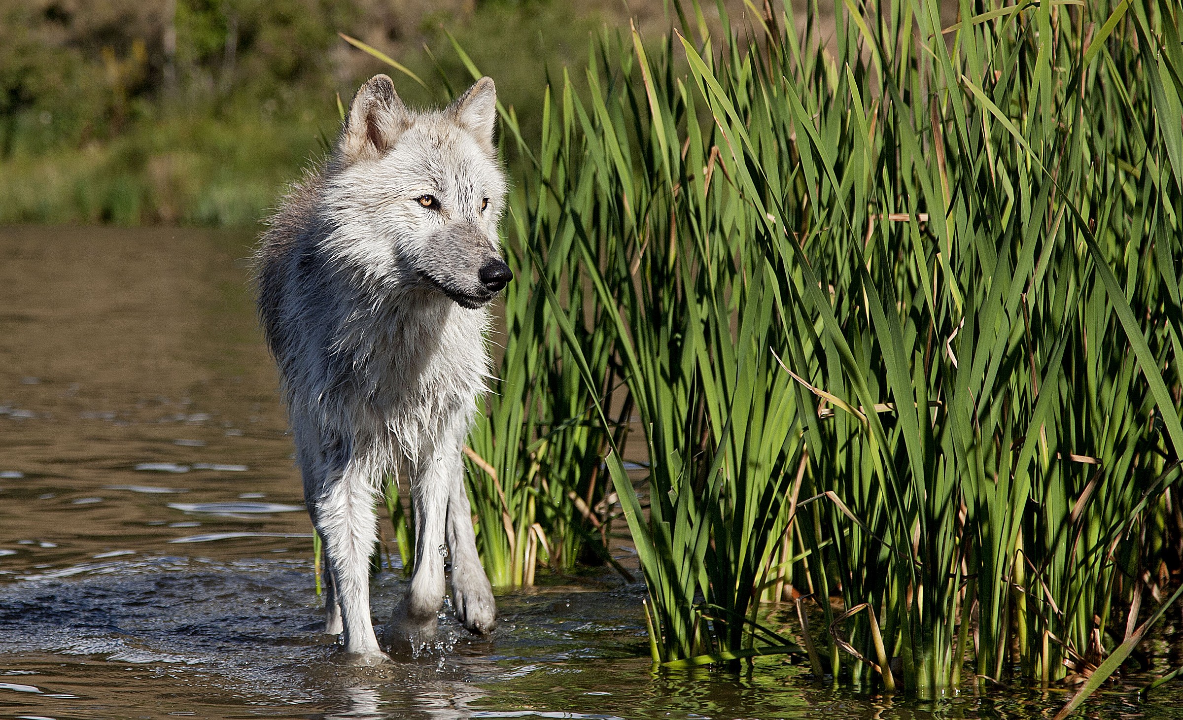 Louvka among the rushes