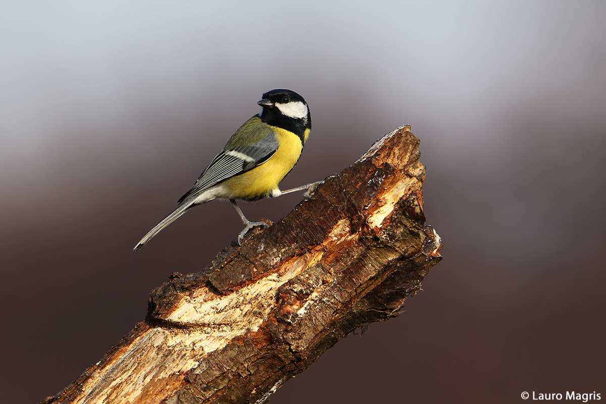 Cinciallegra scalatrice