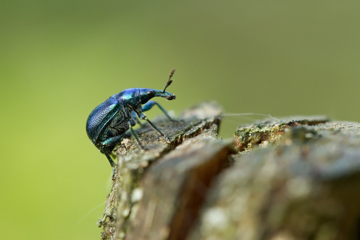 Curculione Sigaraio, Corte Madama Italia