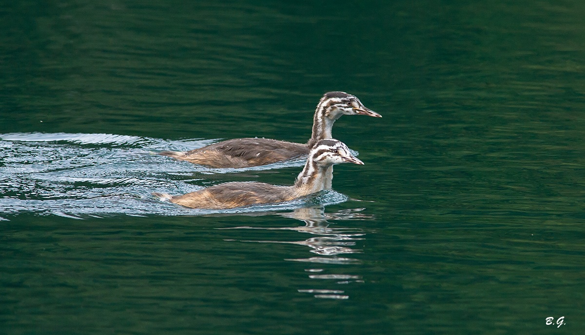 I due piccoli crescono