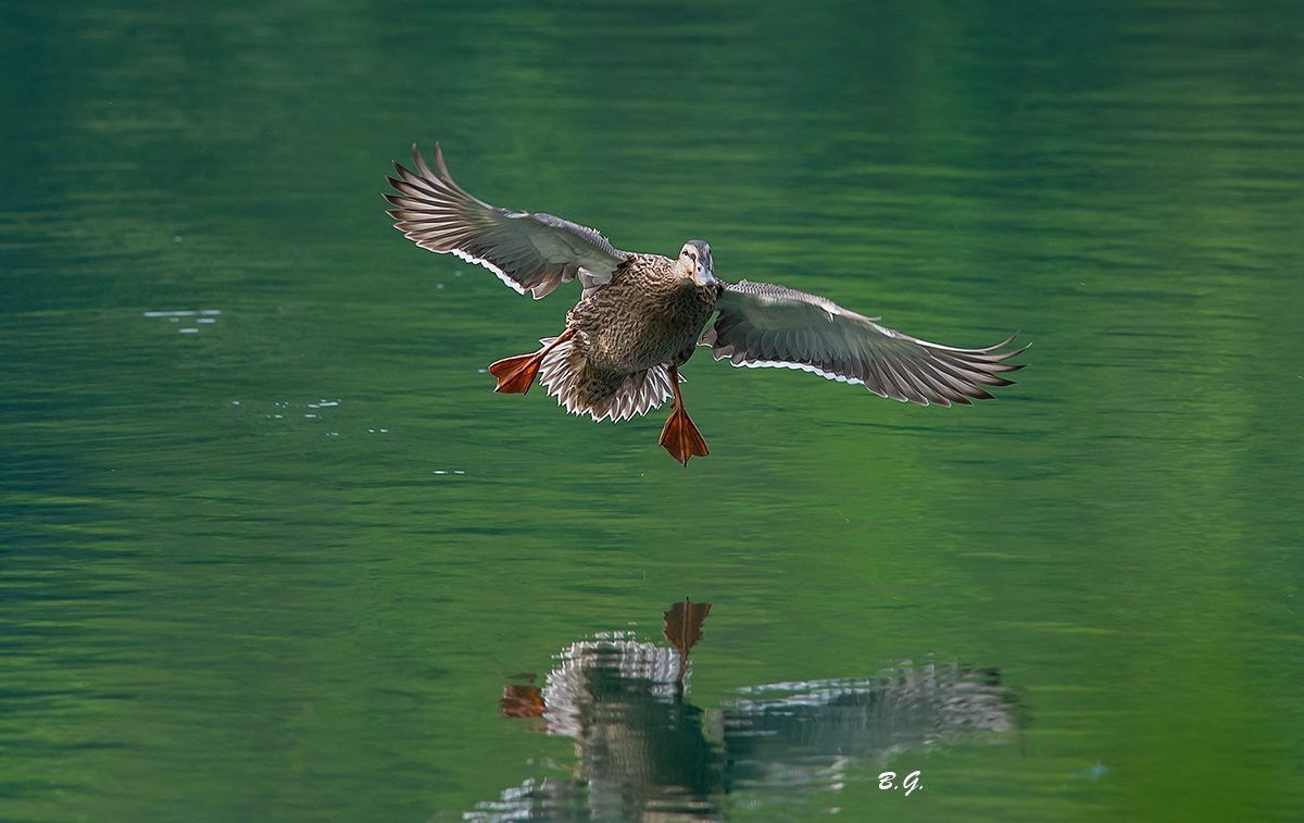 Ready for landing ..