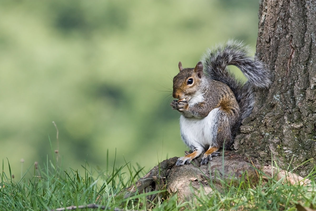 Scoiattolo, Washington USA
