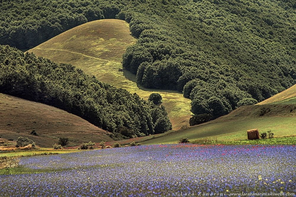 sweet sight - Castelluccio di Norcia