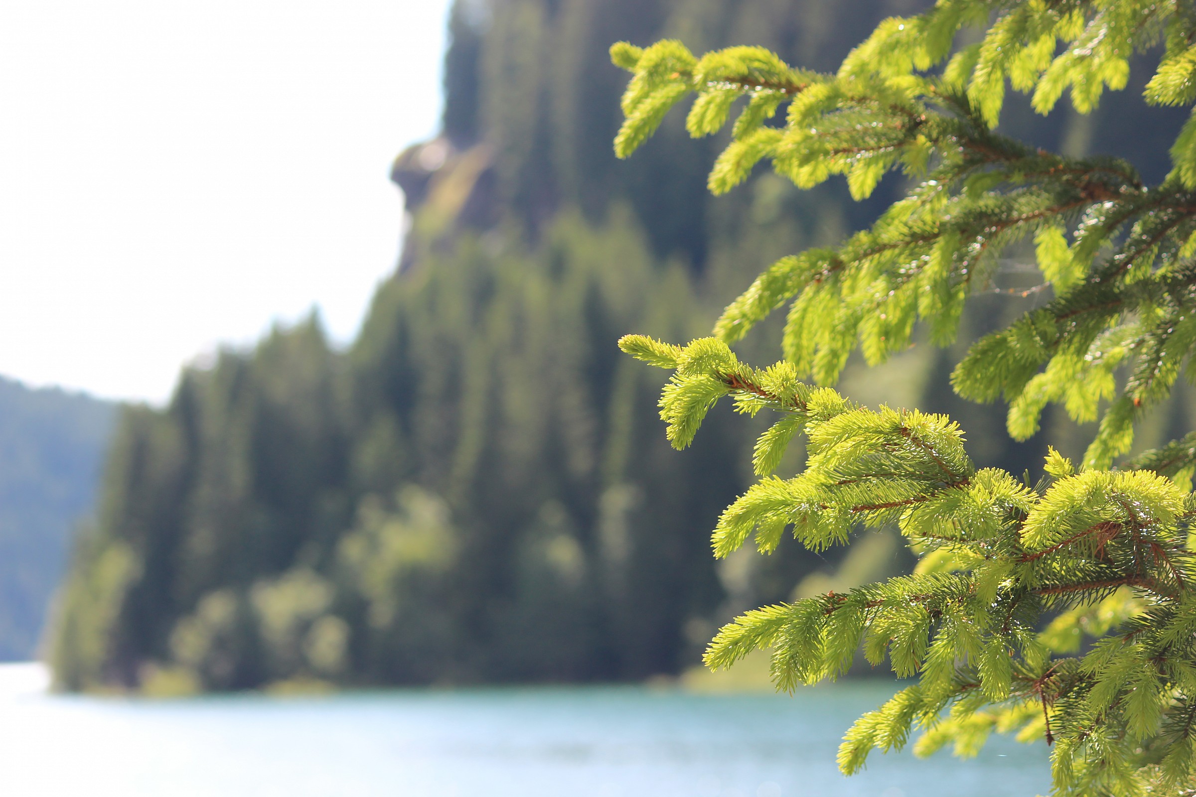 Abete del Lago di Paneveggio