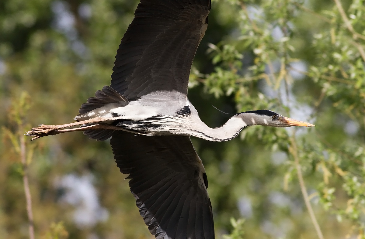Airone Cinerino, Oasi Sant'Alessio Pavia Italia