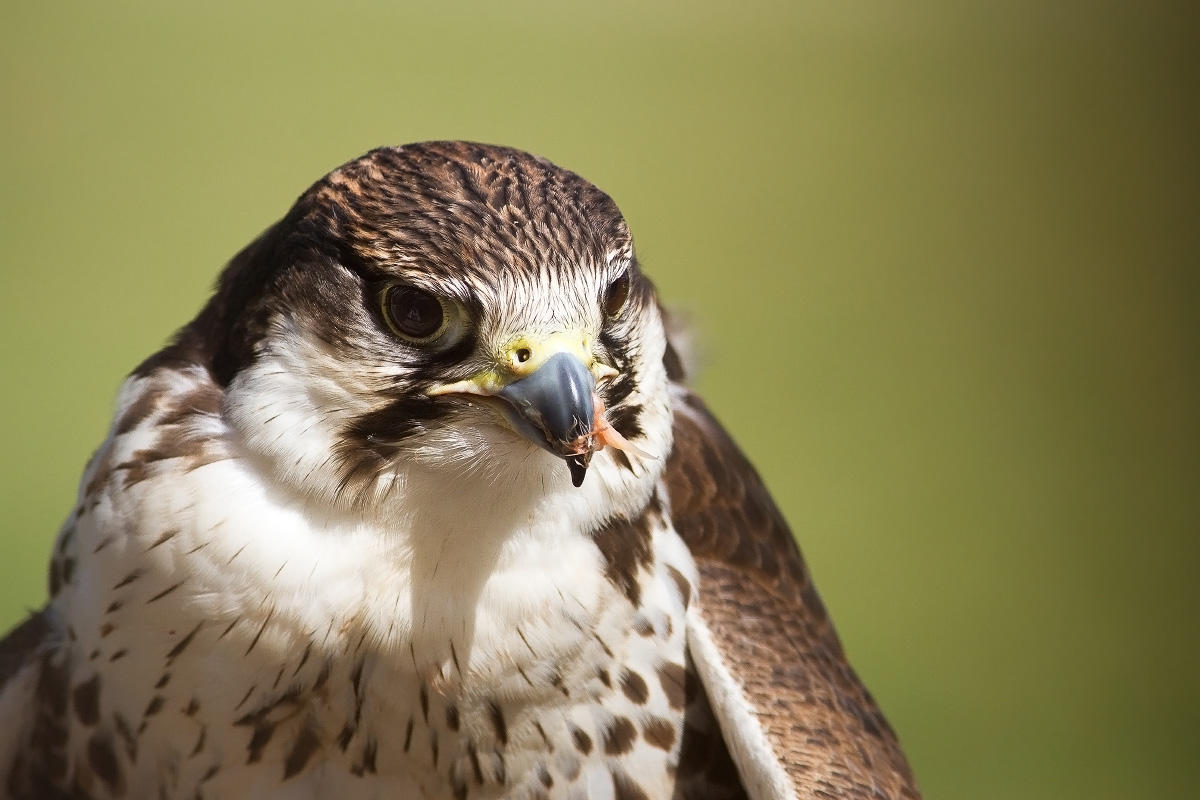 Falco, Oasi Sant'Alessio Pavia Italia, spettacolo di fa