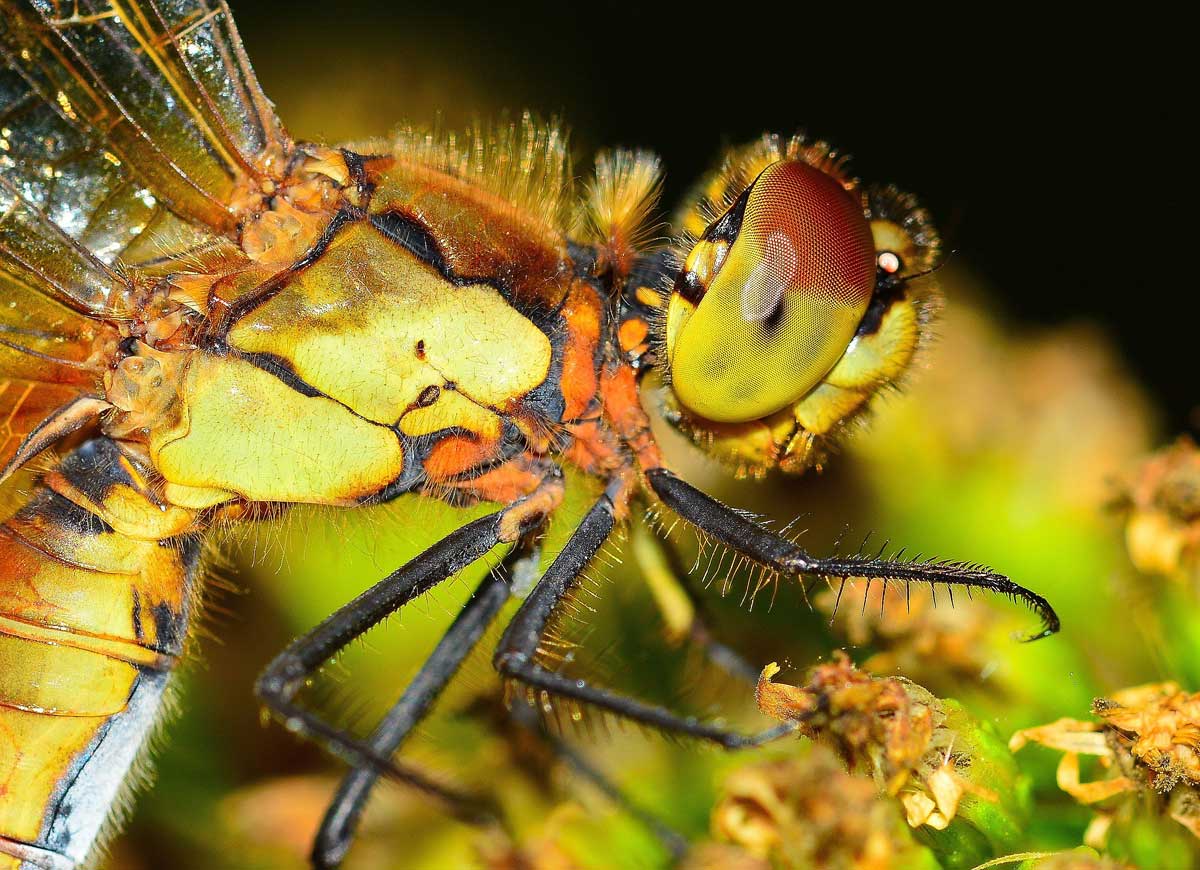 Sympetrum pedemontanum (Female)
