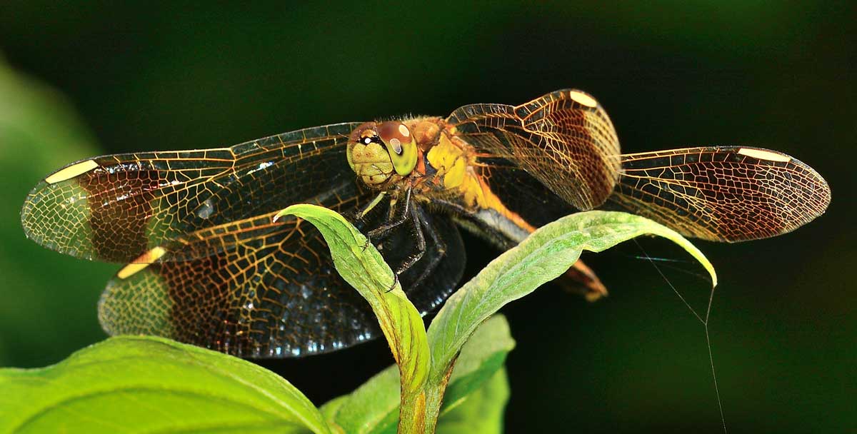 Sympetrum pedemontanum (Female)