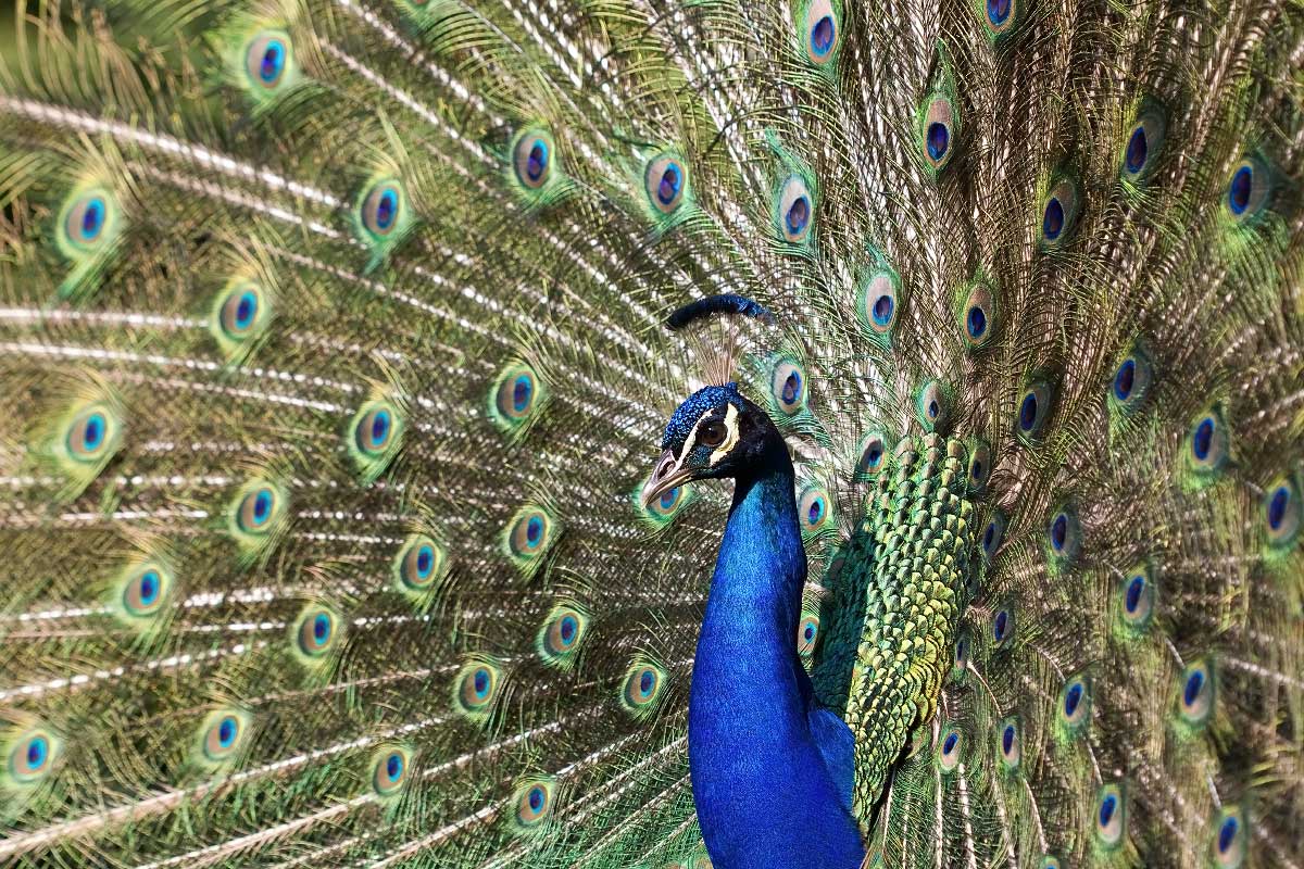 Pavone con ruota, Arenzano Italia