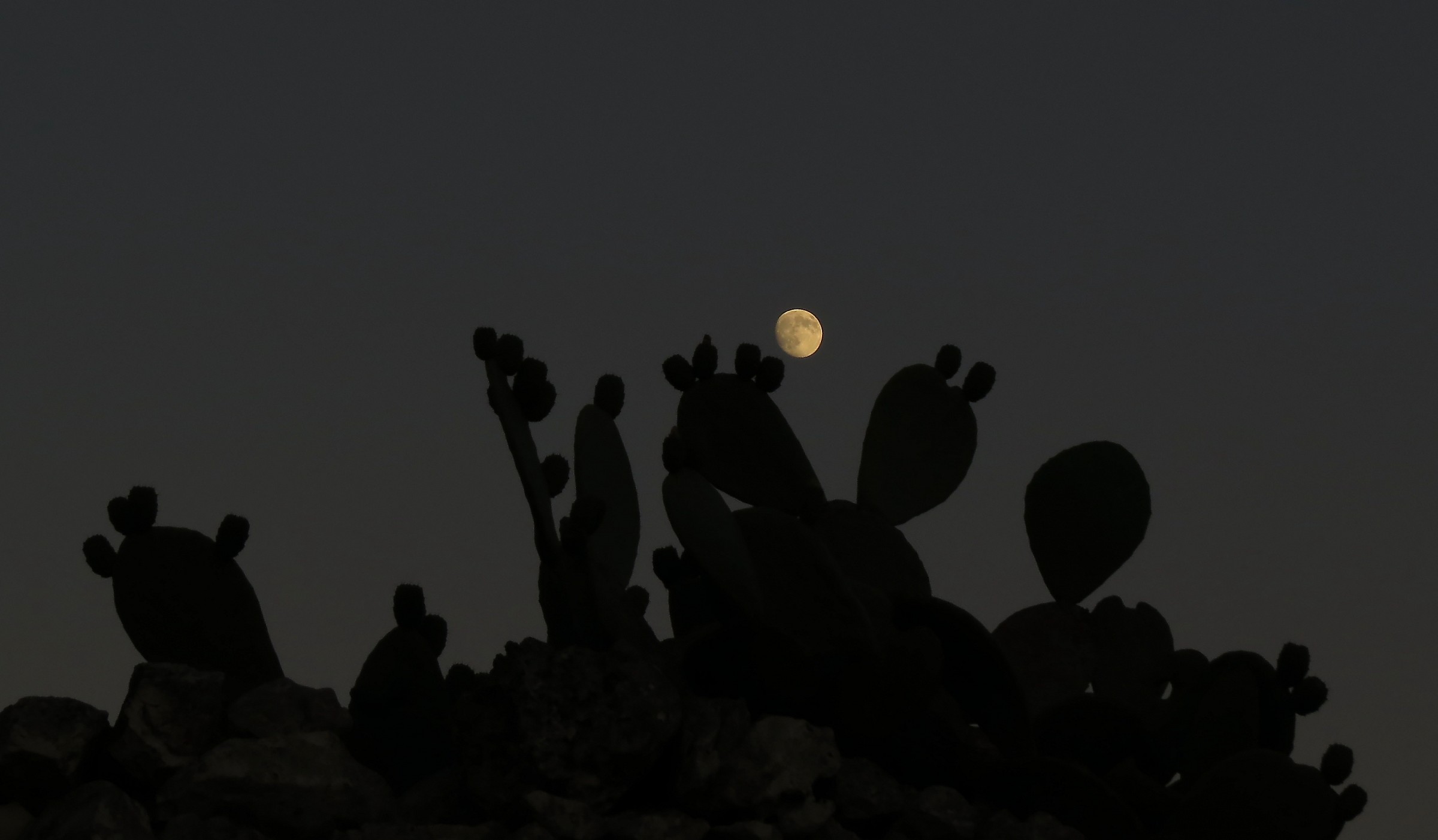 ficus indica in the moonlight