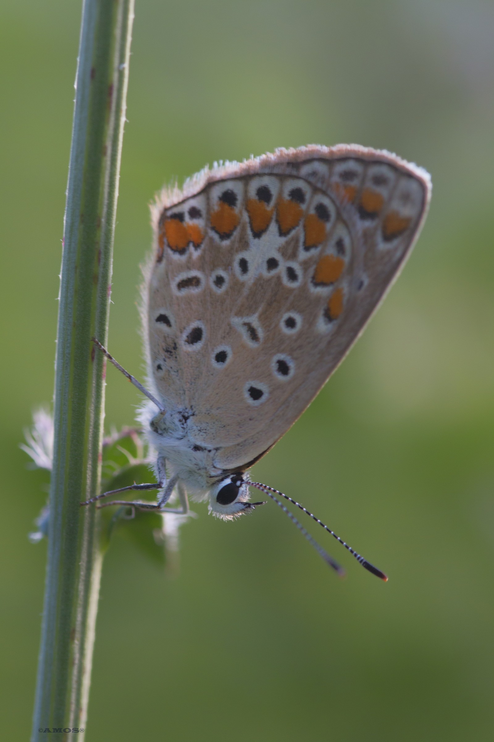 la farfalin....aaaaaaaa