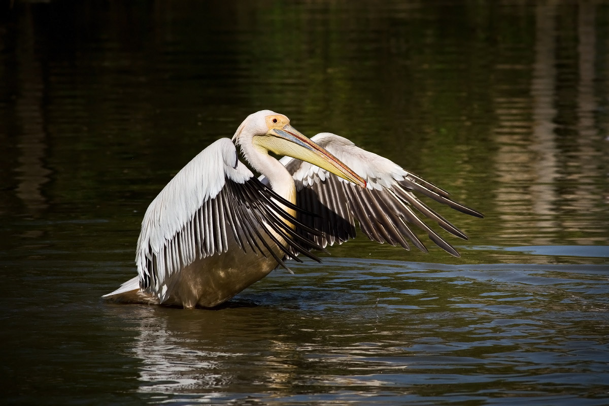 Pellicano, Oasi Sant'Alessio Pavia Italia