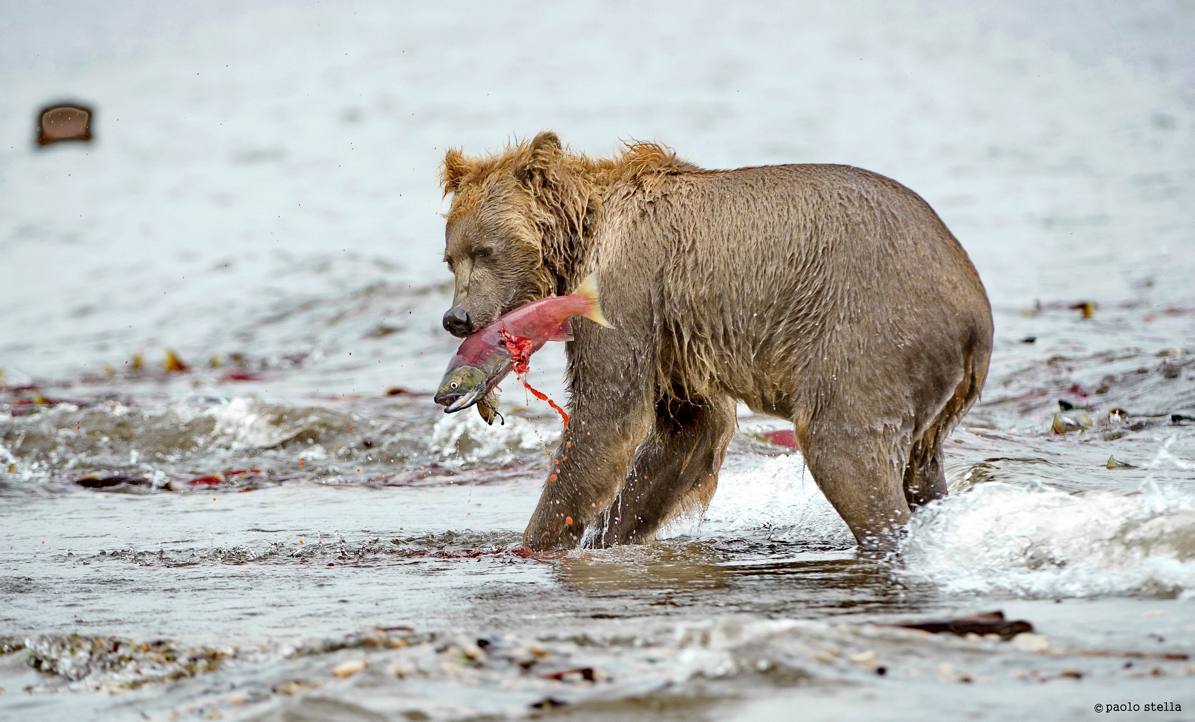 la fine del sockeye