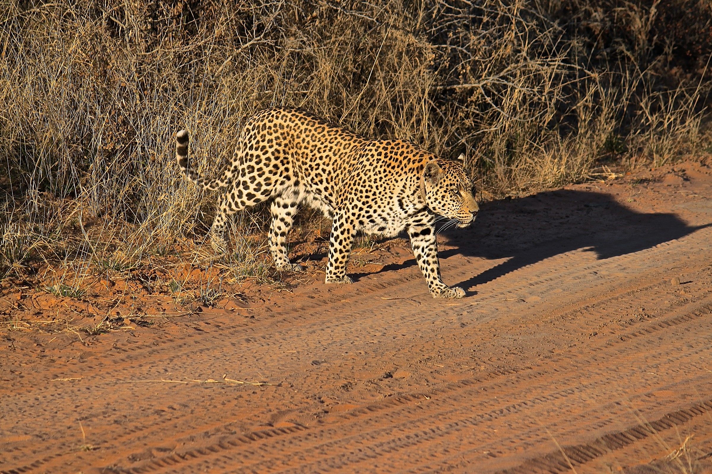 L'ombra del leopardo