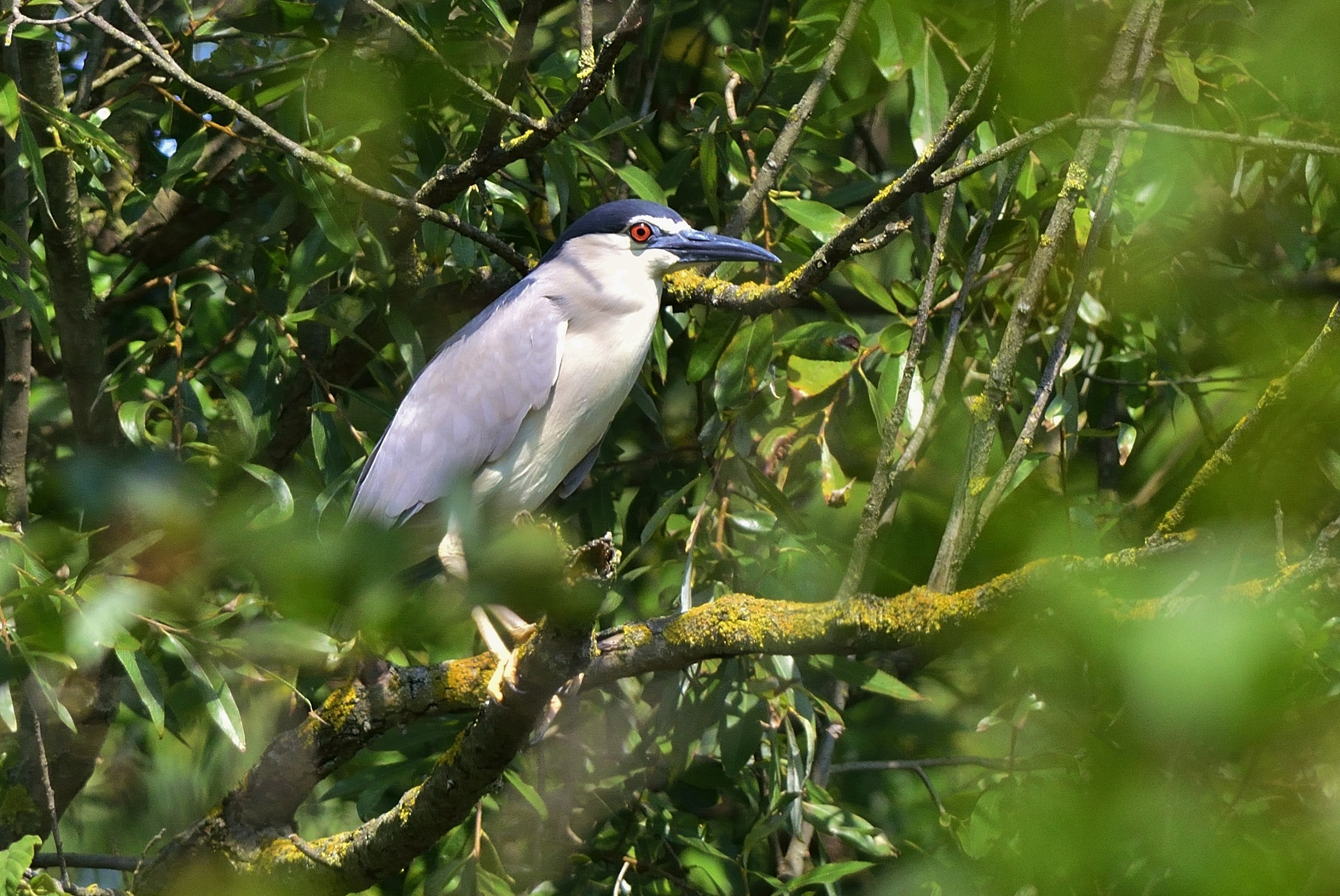 Night Heron