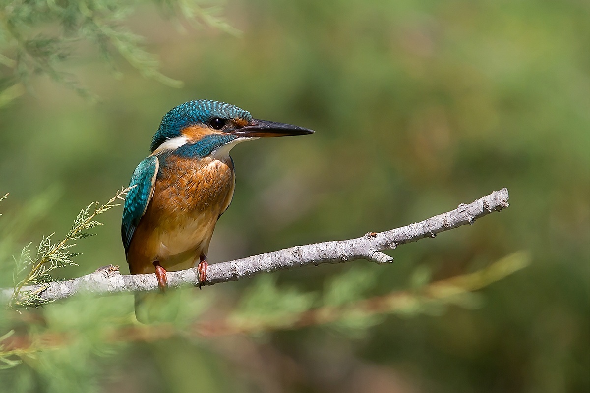 Martino among the tamarisk