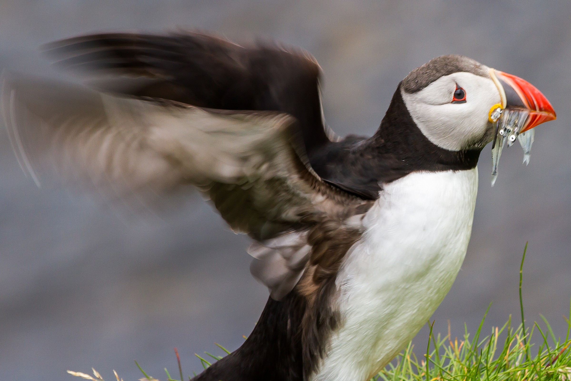 Puffin