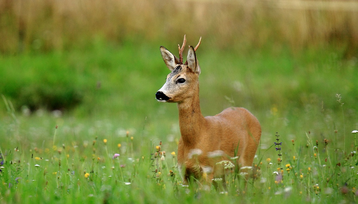 L'attenzione del capriolo...dove sono le femmine?