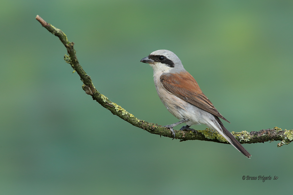 male shrike