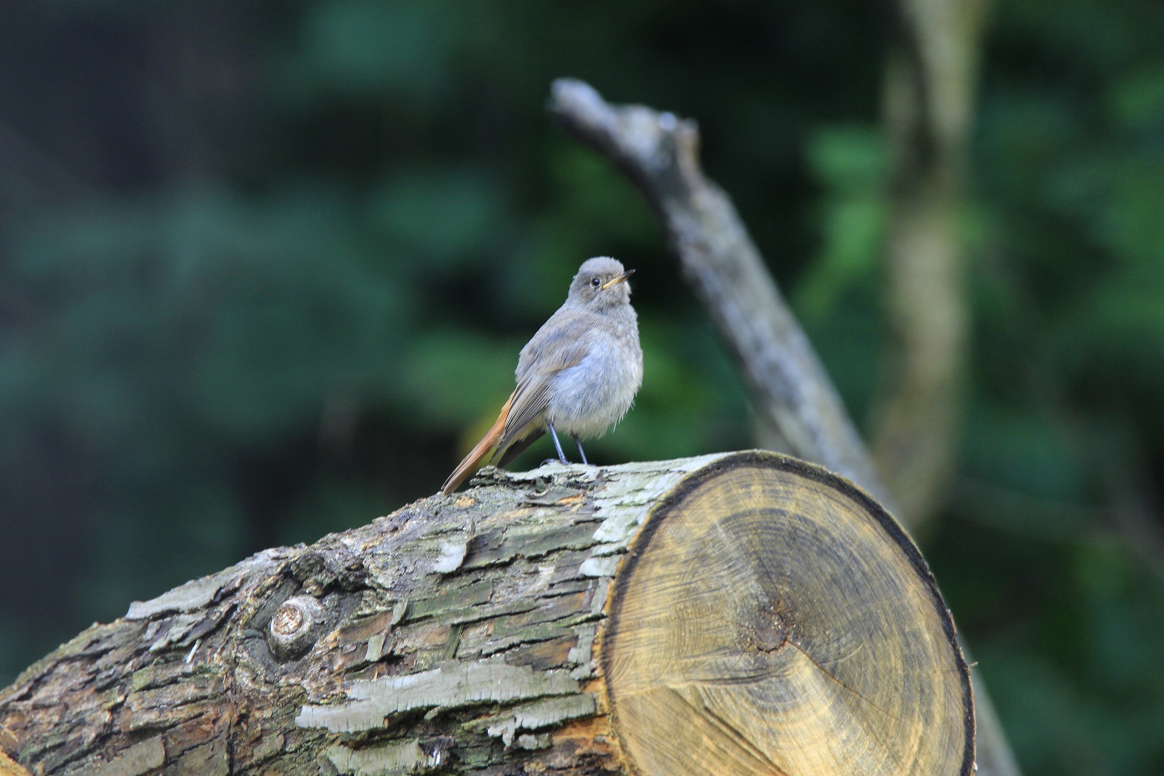 test Tamron150-600 redstart no crop no PP @ 600mm