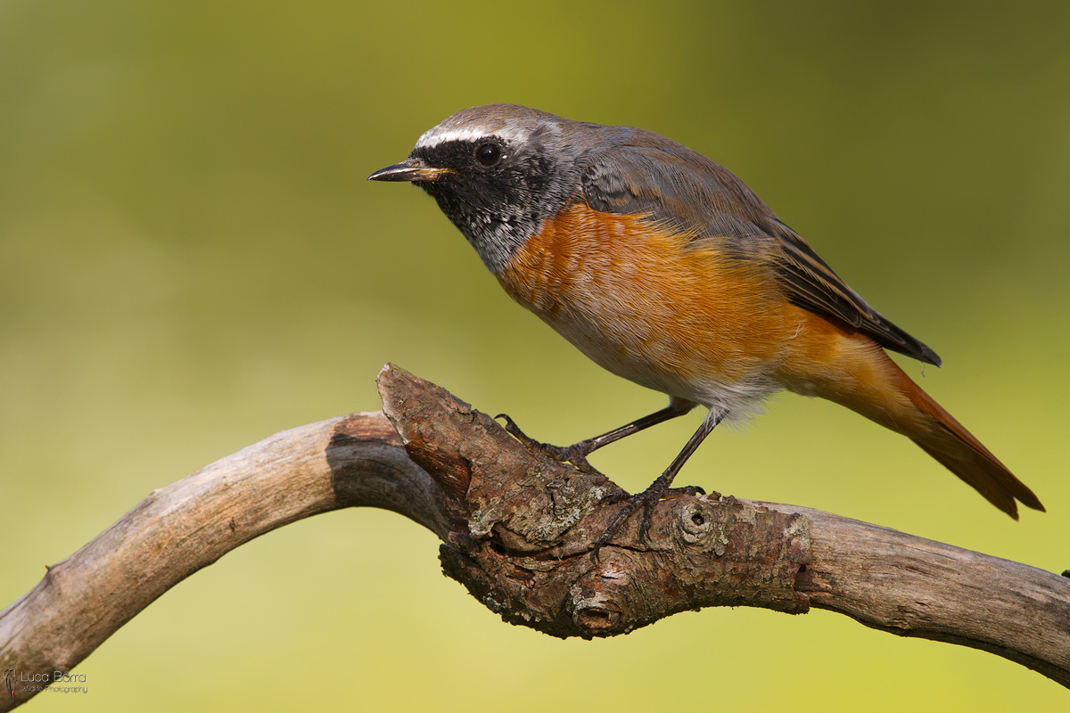 Redstart male