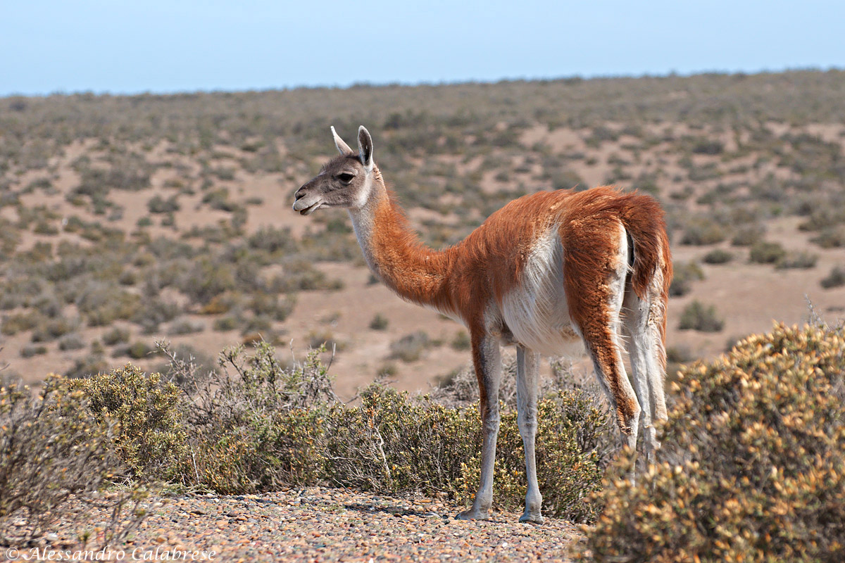 Guanaco