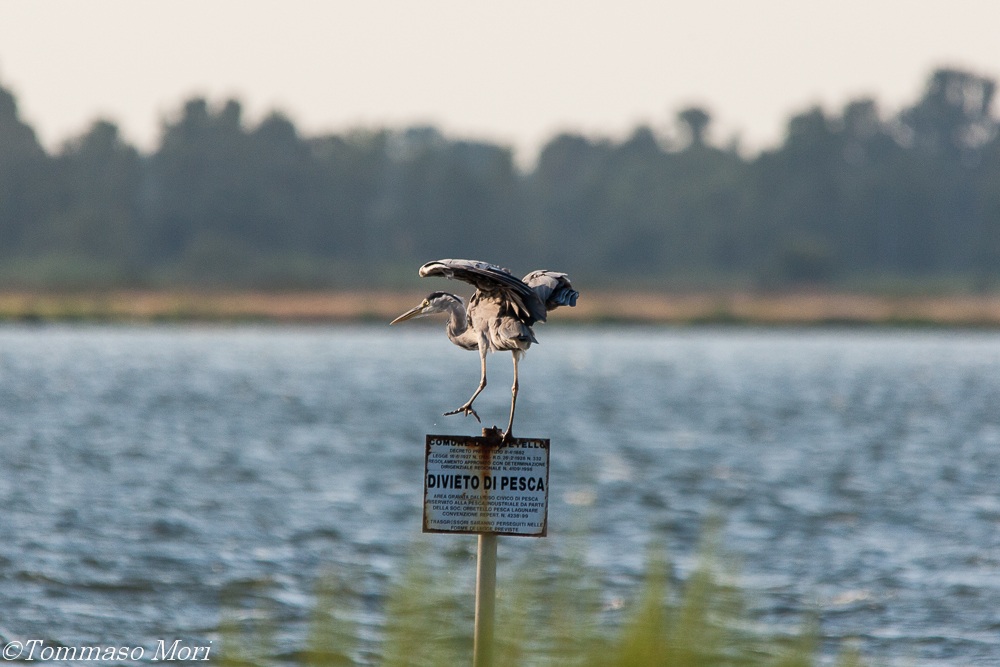 Pescatore di frodo...