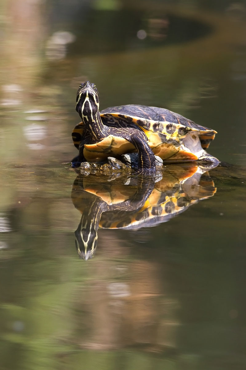 Turtle, Arenzano Italy