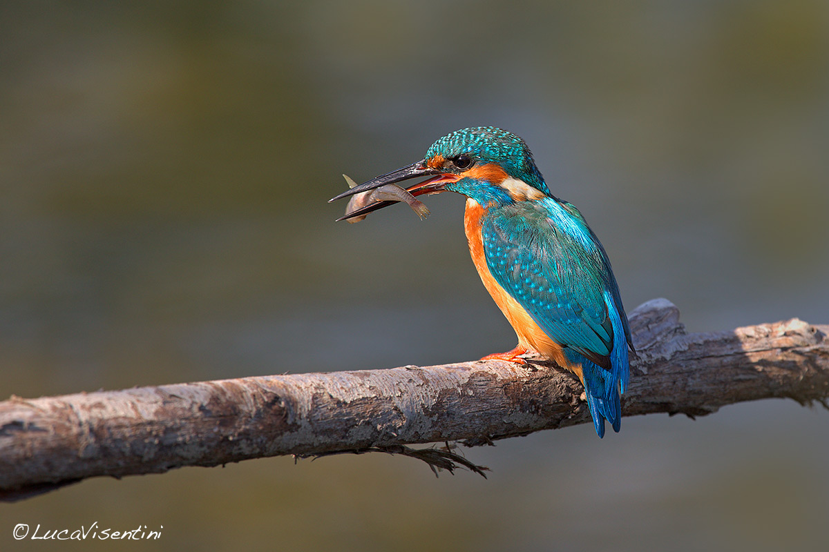 Martin pescatore con colazione