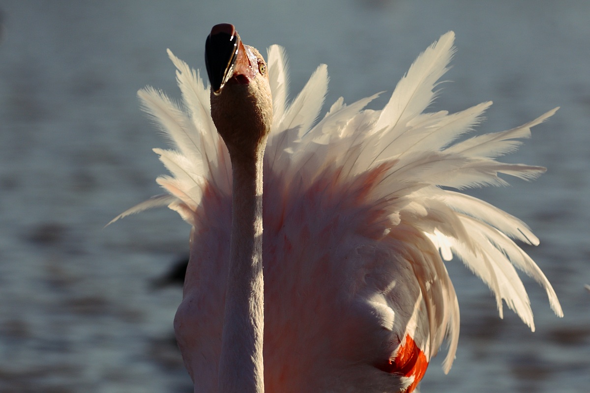 soft tone flamingo