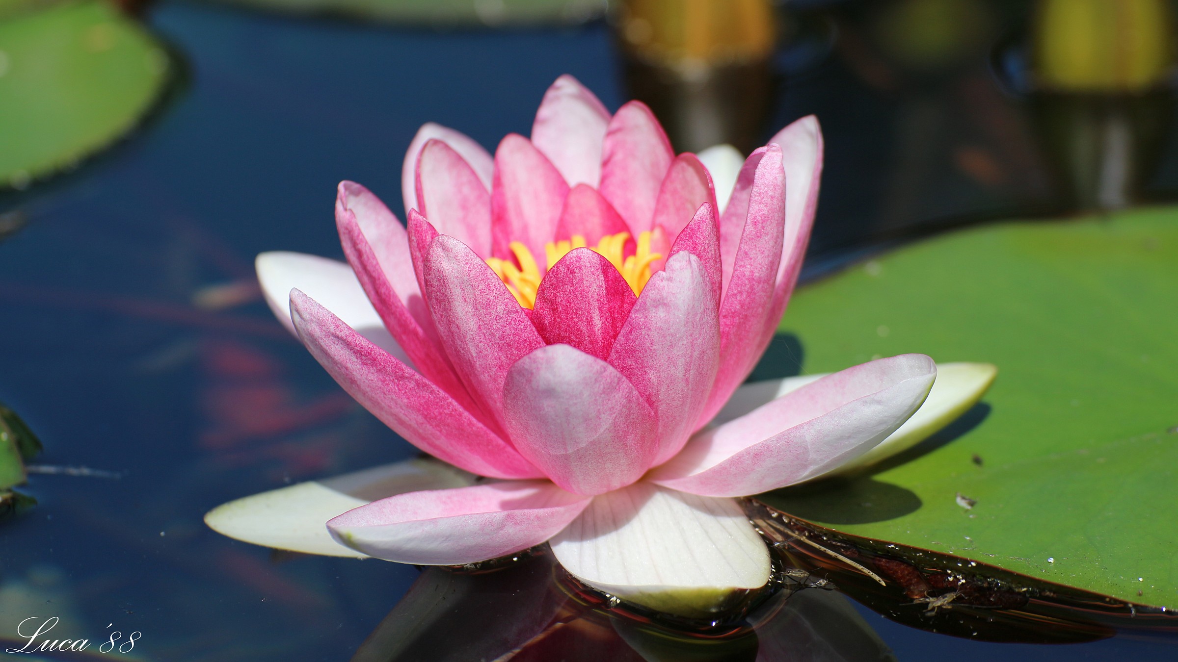 waterlily
