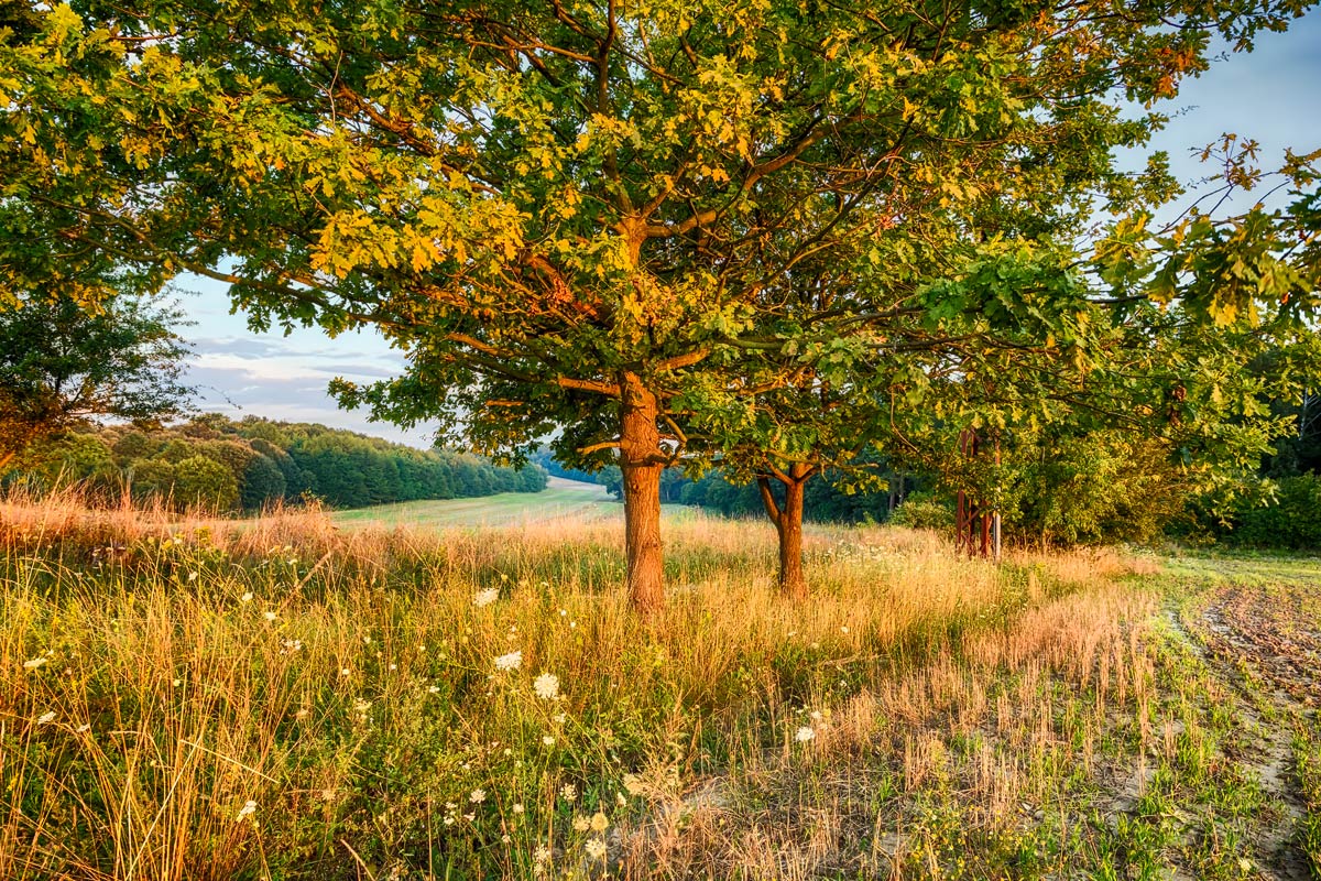 In the morning light