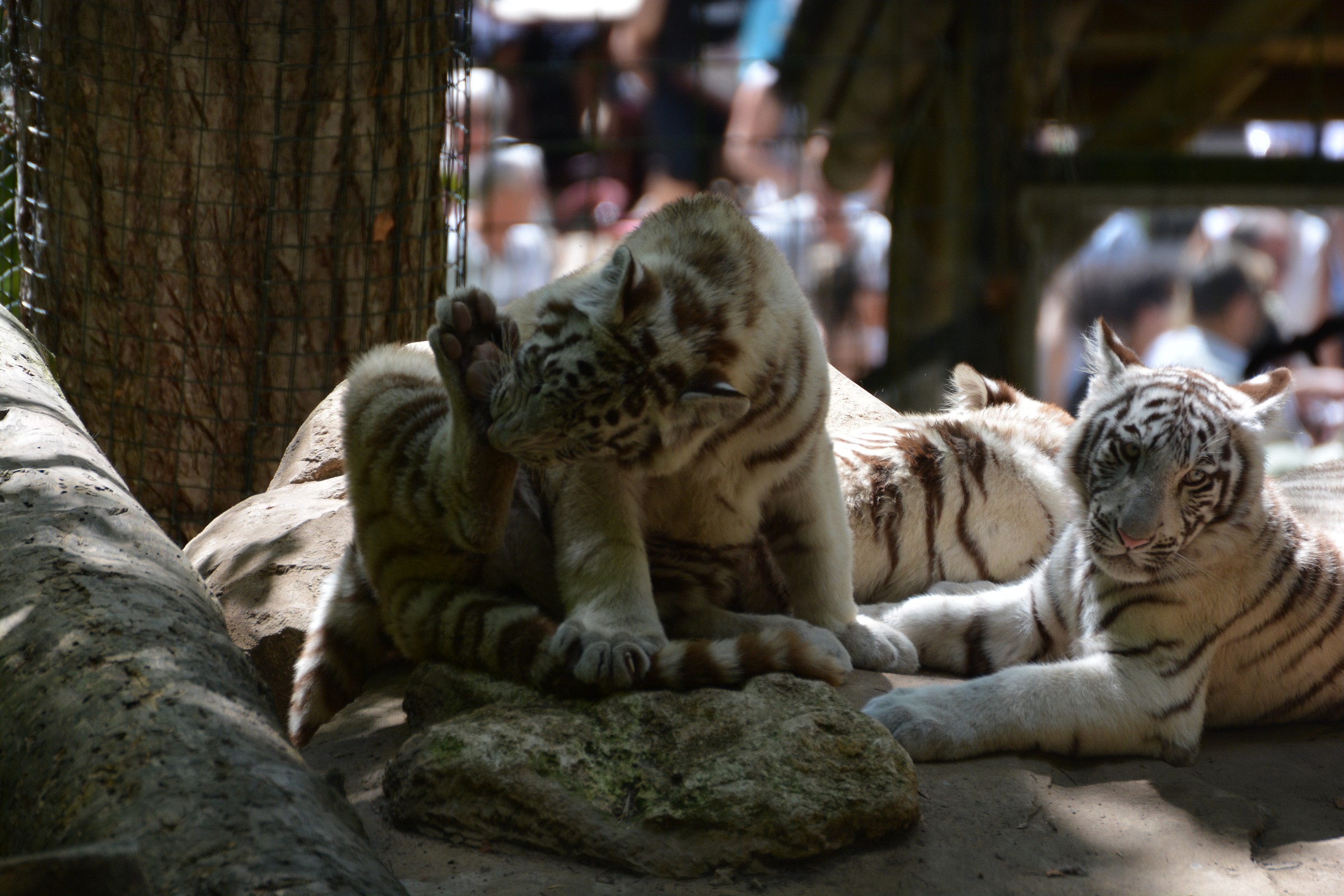 white tiger