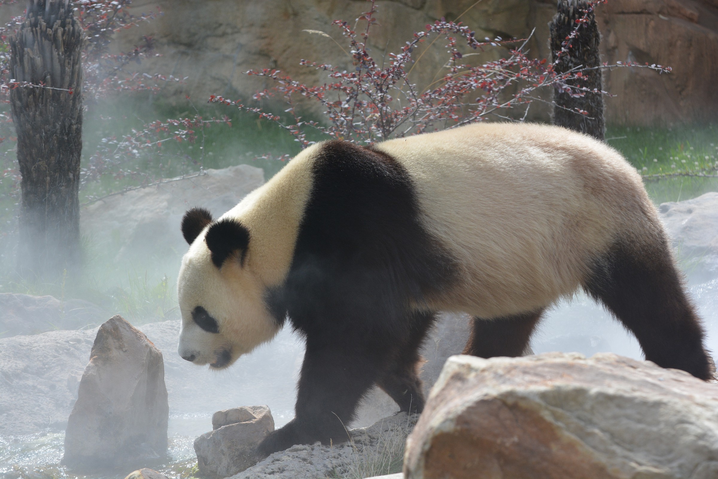 giant panda 1