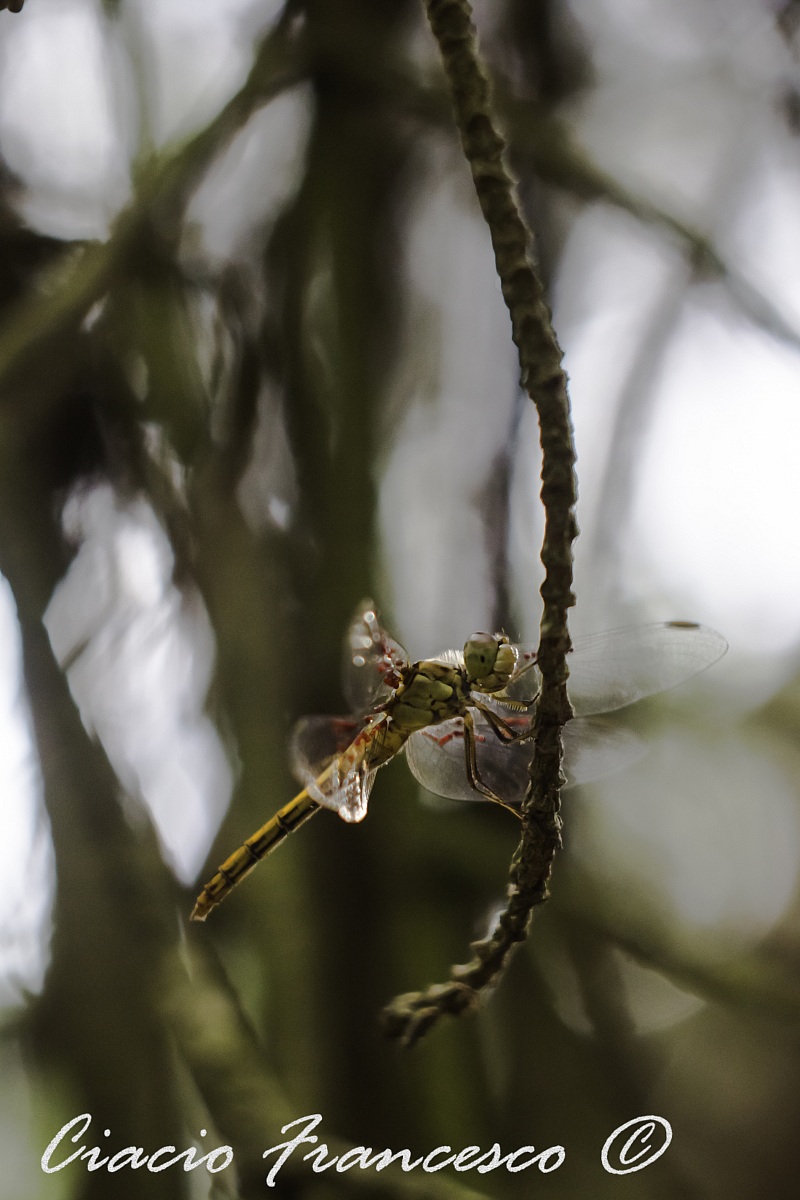 Mi mimetizzo tra in bokeh dell'Helios...
