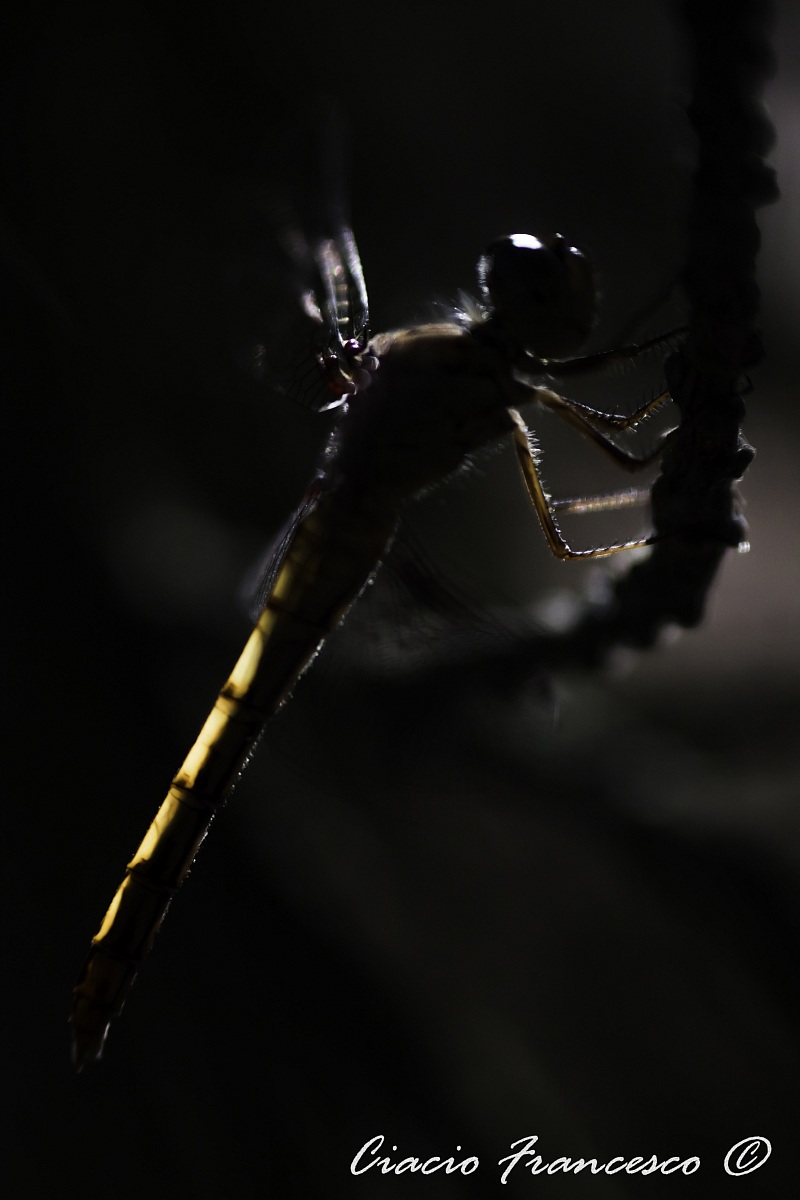 Dragonfly in silhouette