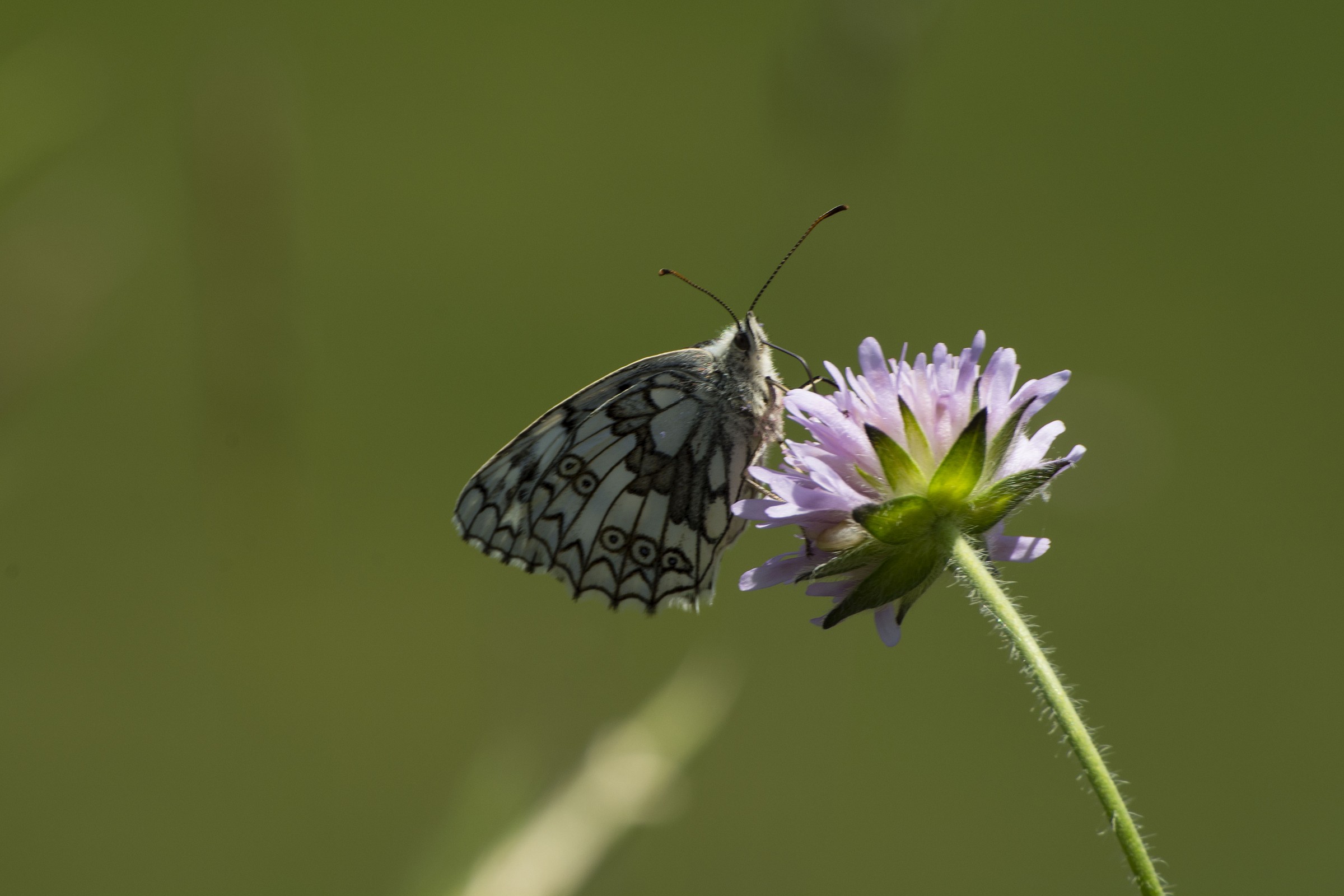 Butterfly Castelluccio