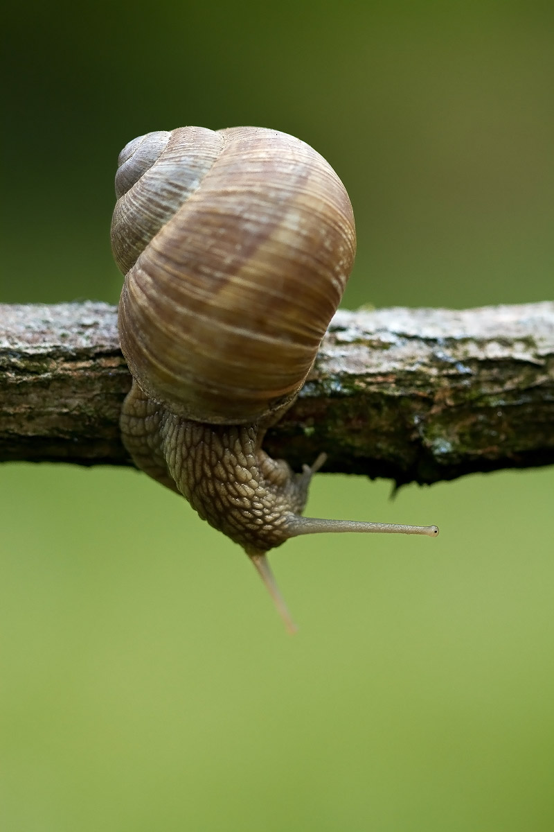 Chiocciola, Corte Madama Italia