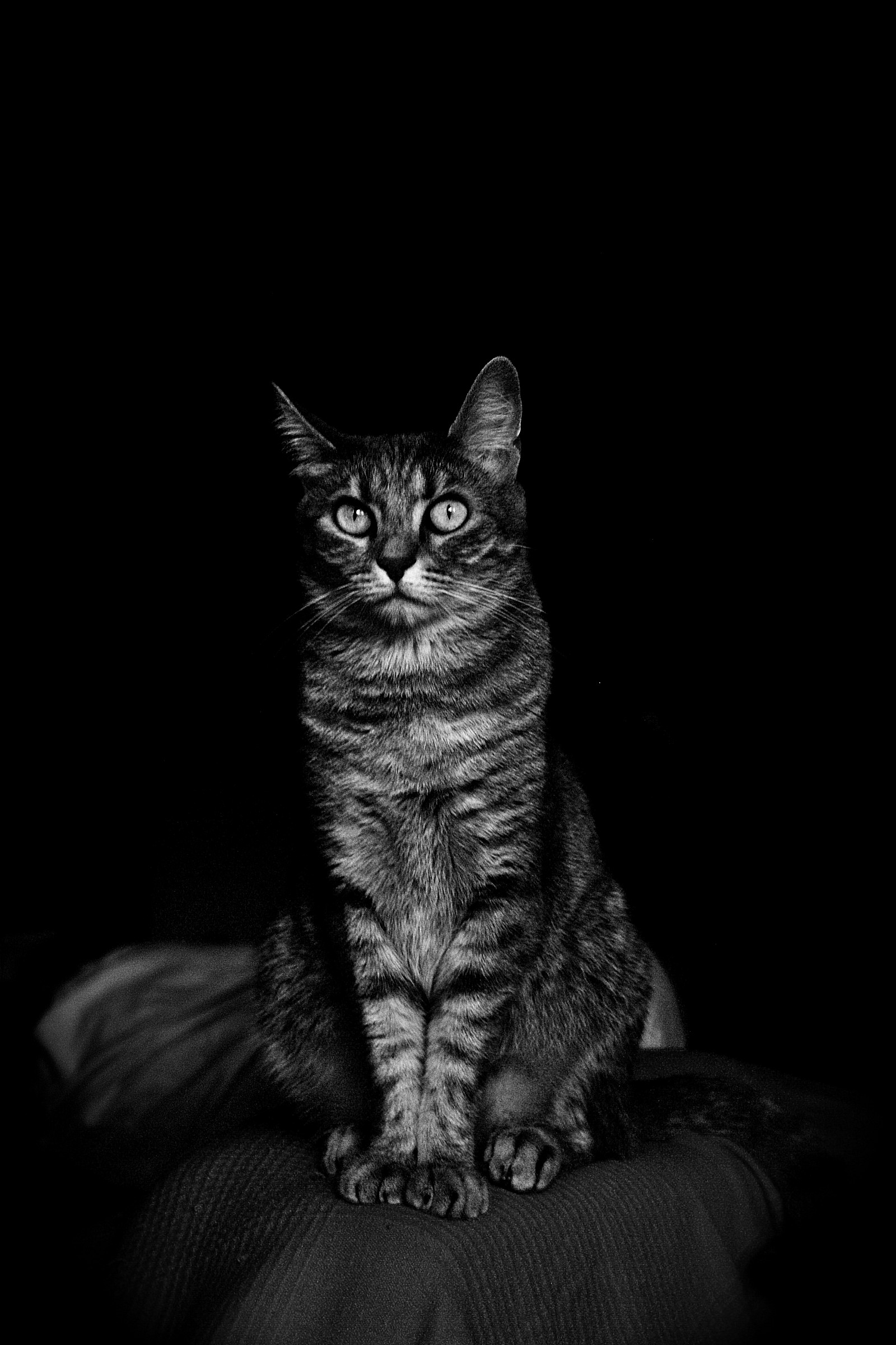 Clio....... versione dark