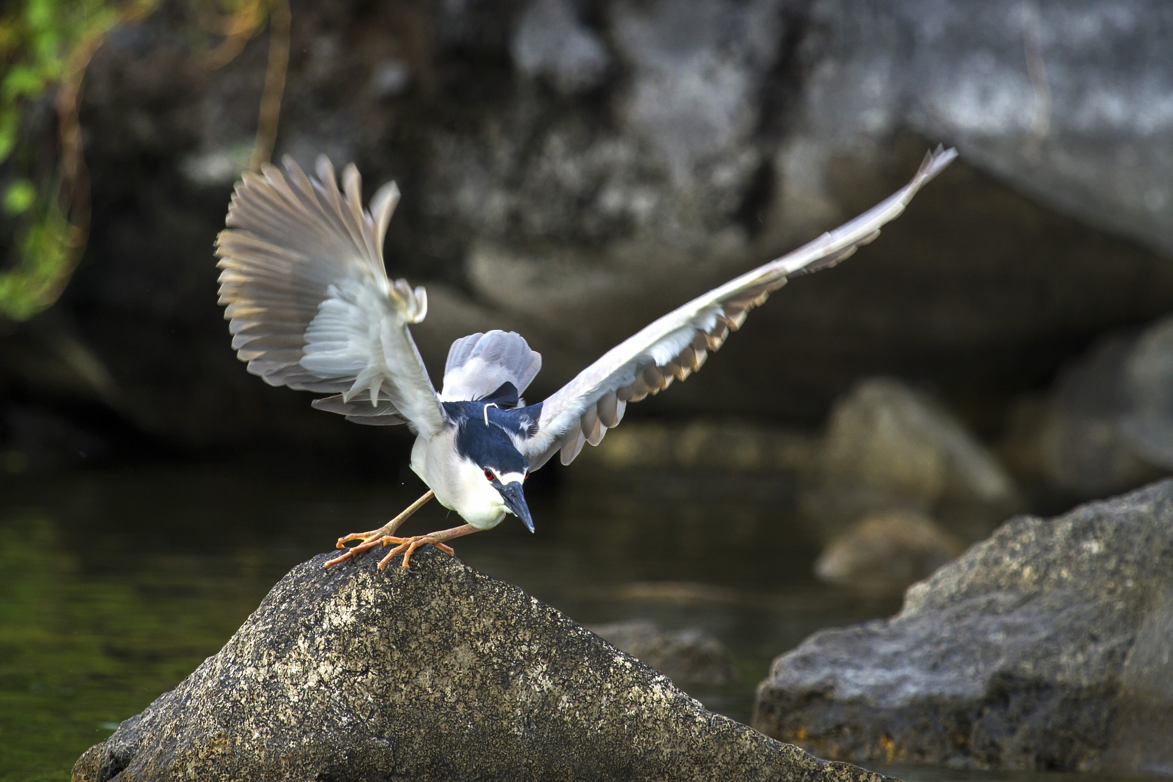 Night Heron (Nycticorax nycticorax)