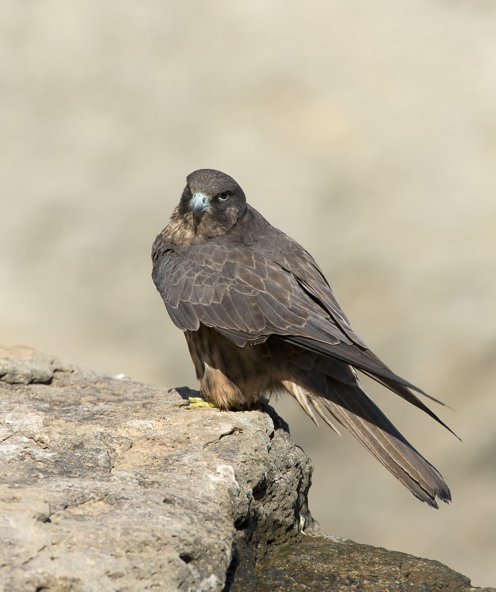 falco della regina (falco eleonorae) faccia cattiva