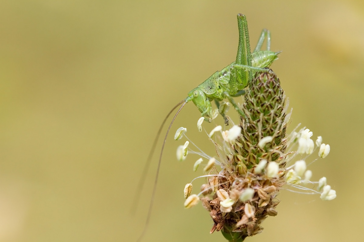 Cavalletta, Corte Madama Italia